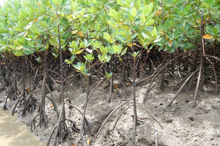 Menzies Aviation plants Mangroves and grows network