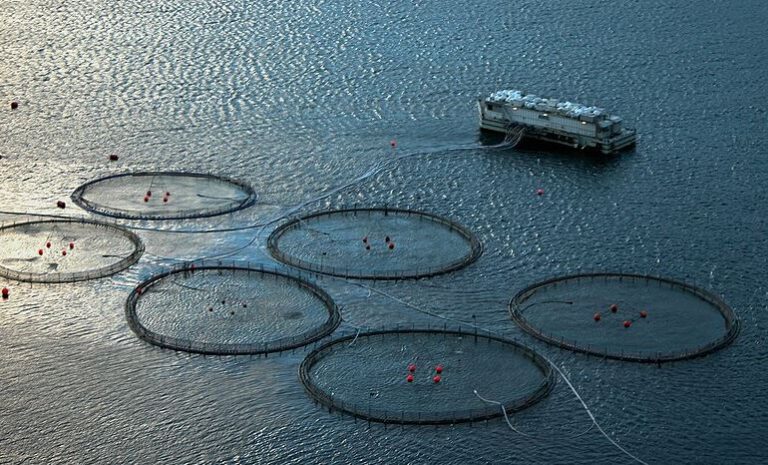 The bitter-sweet taste of farmed Atlantic salmon