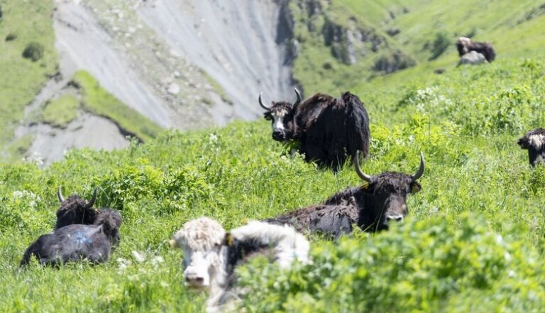A freighter full of Yaks