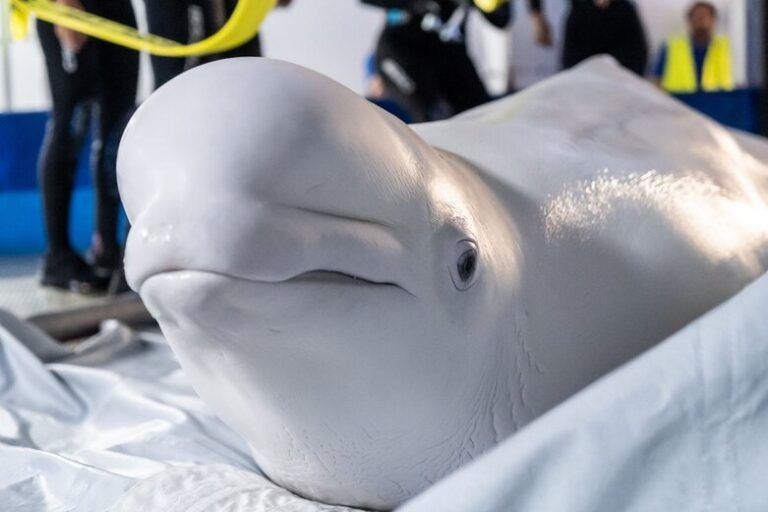 Belugas fly Silk Way Airlines to Spain