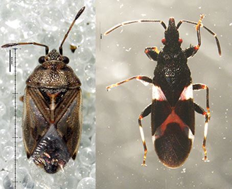 CBP intercepts insect pests at Dulles International