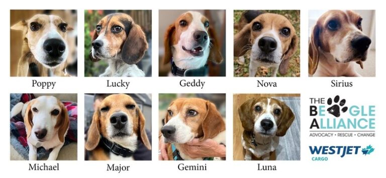 WestJet Cargo joins The Beagle Alliance’s mission