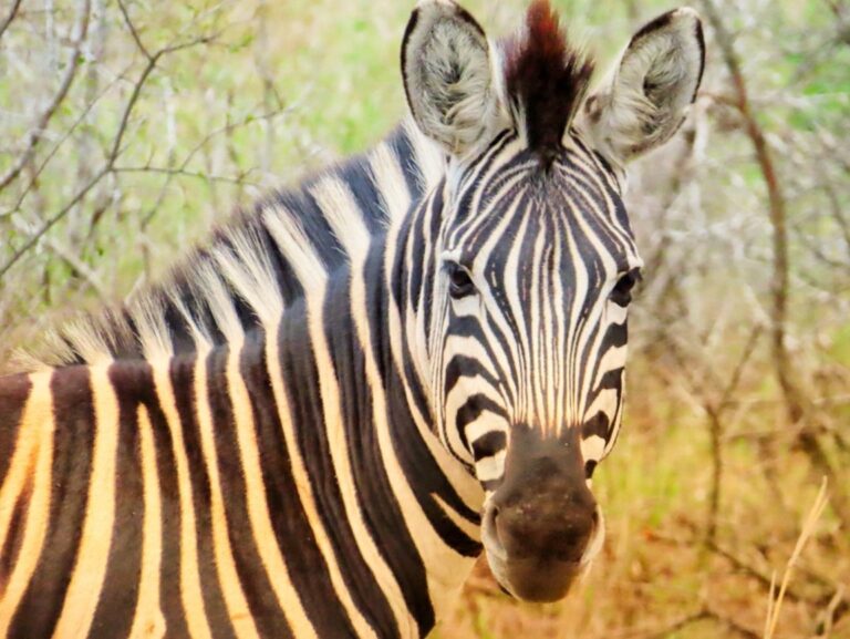Flying a zoo-load of animals to a better life