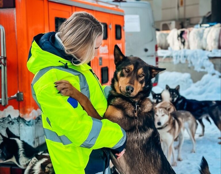 ACS flies huskies to Alaska for the annual Idatrod