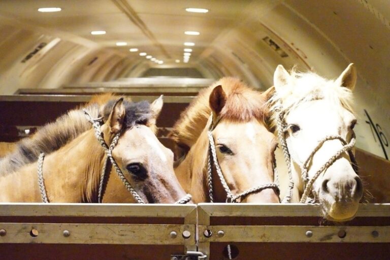 Chapman Freeborn Group fly 121 Mongolian horses